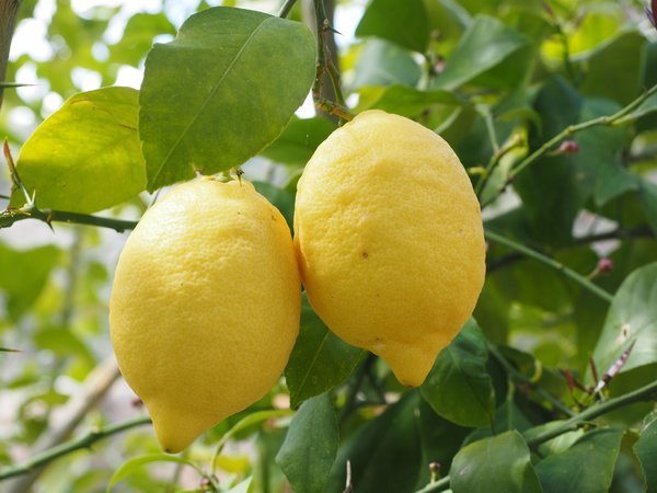 Citus limon, Limone Ovale di Sorrento