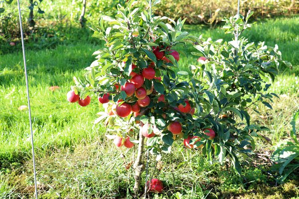 Maloni Gullivers Miniapfelbaum Zwergapfelbaum Malus, Zwergfeige