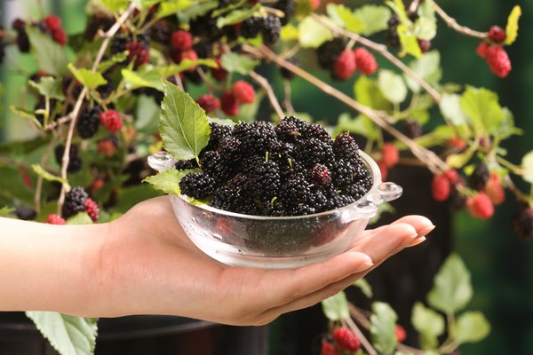 Zwerg-Maulbeere 'Mojo Berry' (Morus rotundiloba) Zwerg-Maulbeere 'Mojo Berry' (Morus rotundiloba)