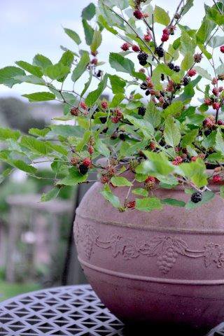 Permakultur Pflanzbeet Im Apfelwald, Zwerg-Maulbeere Mojo Berry (Morus rotundiloba), Lubera