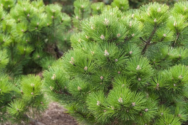 Zwerg-Schwarzkiefer 'Hornibrookiana' Pinus nigra 'Hornibrookiana'