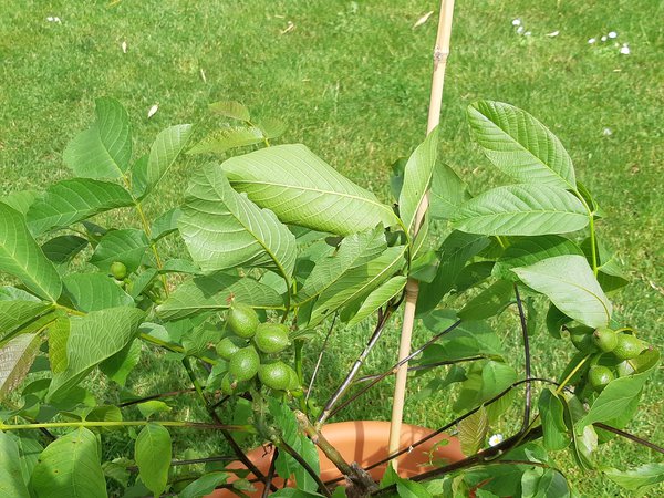 Dwarf Karlik Zwerg-Walnussbaum Juglans regia Dwarf Karlik