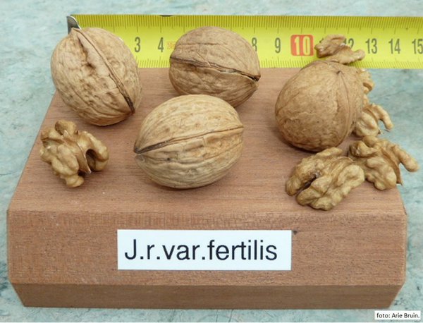 Juglans regia var. Fertilis