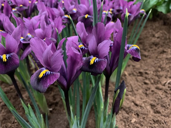 Zwergiris Purple Hill Iris reticulata Purple Hill