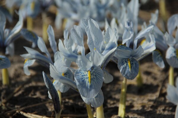 Iris 'Sheila Ann Germaney'