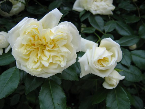 fterblhende Ramblerrose 'Alberic Barbier'