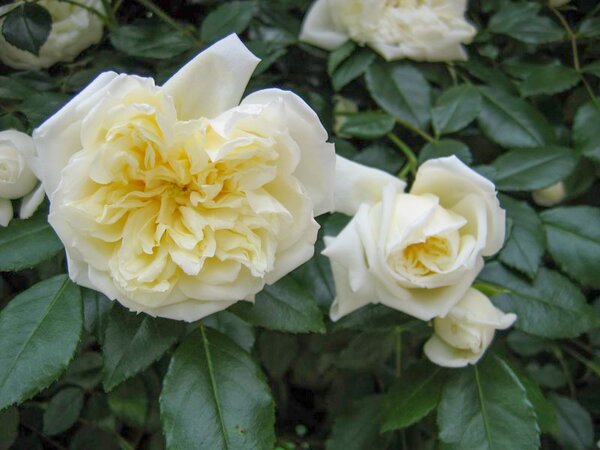 Rose, fterblhende Ramblerrose Alberic Barbier (korr)