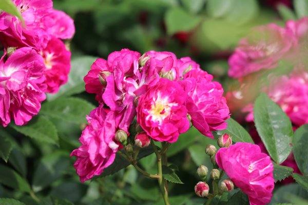Öfterblühende Ramblerrose Perennial Blue® Öfterblühende Ramblerrose Perennial Blue®