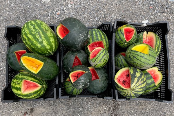 Wassermelonen Züchtung bei Lubera
