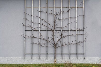 Spalierobst - Zwetschgenbaum als Spalier geformt