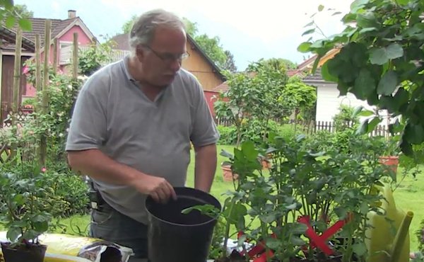 Speedpot Kartoffeln pflanzen