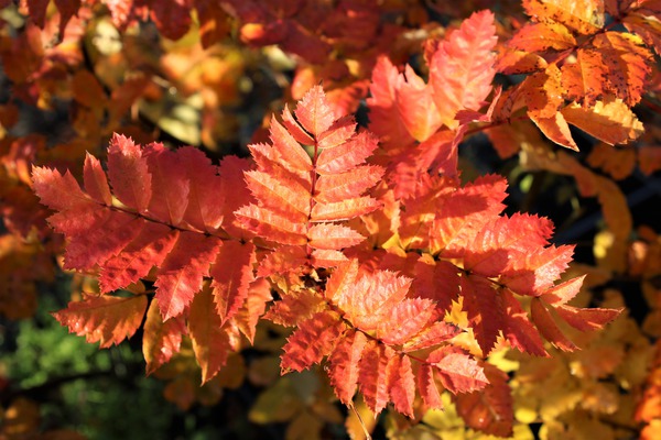 Speierling - Herbstfärbung