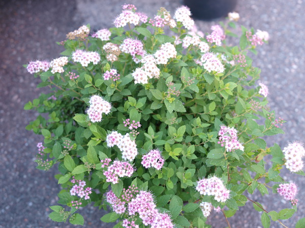 Spiraea japonica Little Princess, zwergspiere