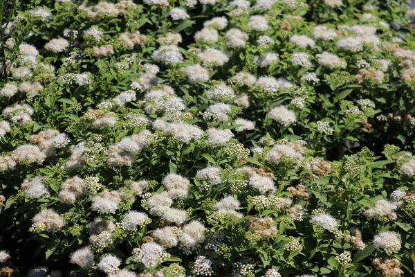 Spirea Albiflora, zwergspiere