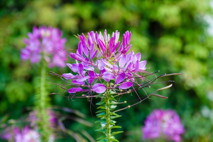 Spinnenblume (Tarenaya hassleriana) - Aussaat, Pflege & Giftig