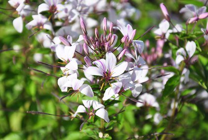 Spinnenblume (Tarenaya hassleriana) Pflege