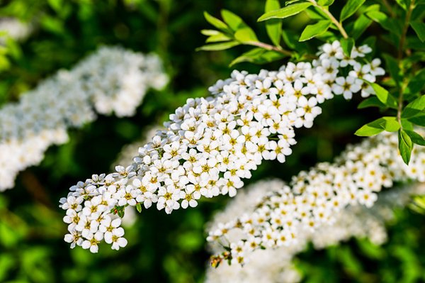 Spiraea cinerea 'Grefsheim', Weisse Rispenspiere, Hinrichs, XXL Pflanzen Spiraea cinerea 'Grefsheim', Weisse Rispenspiere, Hinrichs, XXL Pflanzen