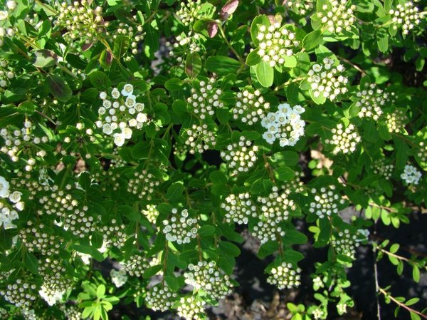 Spiraea nipp. Snowmound, Blasenspiere, Hinrichs, XXL Pflanze