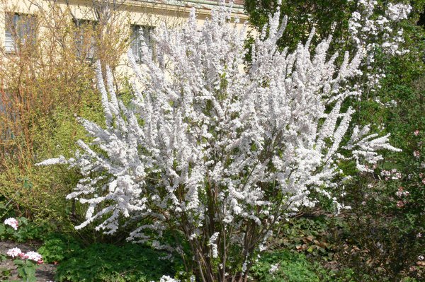 Spiraea thunbergii Fujino Pink