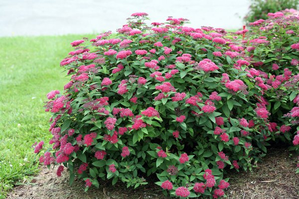 Gartenarbeit im April Lubera Spirea double play red shrub