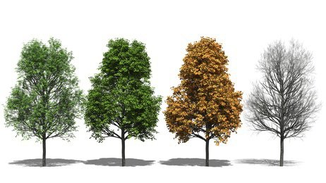 Spitzahorn (Acer platanoides) im Verlauf der Jahreszeiten