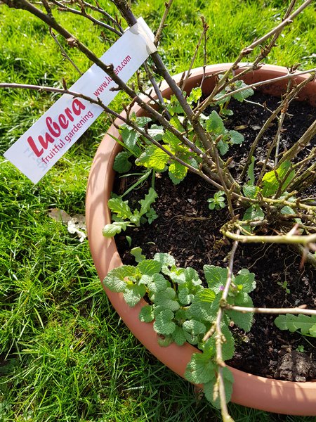 Chaos im Garten Ranka Tessin