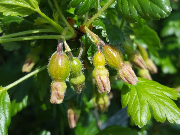 Stachelbeeren Ranka Tessin