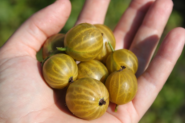 Stachelbeeren