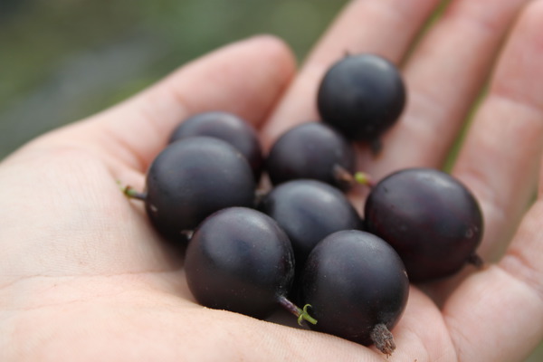 Stachelbeeren