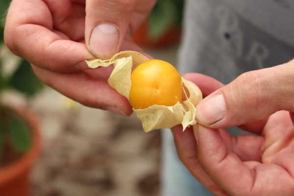 Physalis peruviana_Buddha_IMG_0131