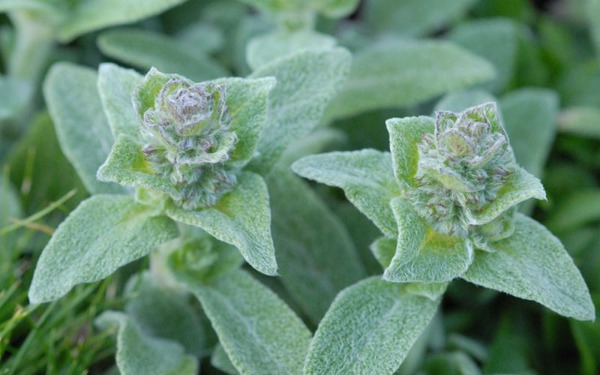 Stachys byzantina 'Silky Fleece'