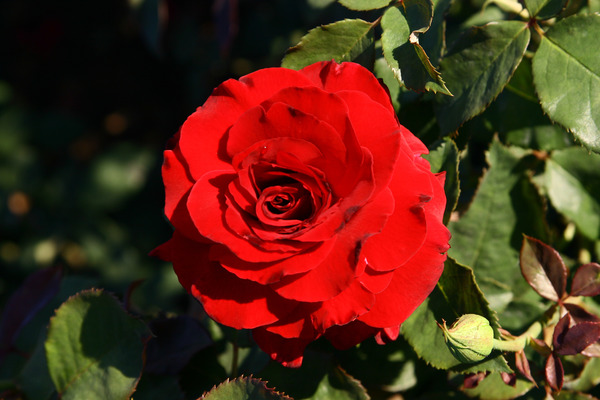 rote, gefüllte Rosenblüte in voller Pracht