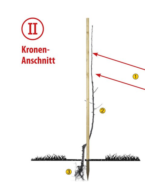 Obstbaum Hochstamm schneiden