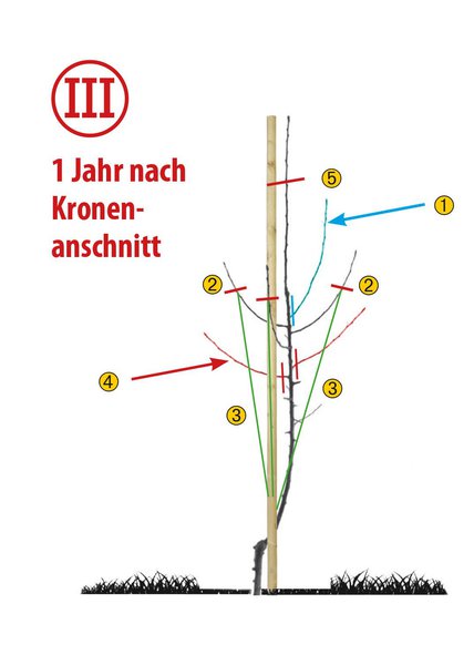 Obstbaum Hochstamm schneiden