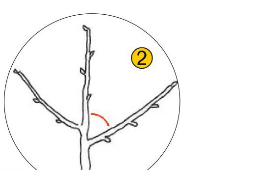 Obstbaum Hochstamm Ansatzwinkel der Leitäste