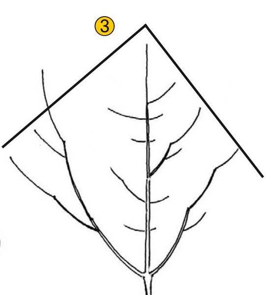 Obstbaum Hochstamm Dachform