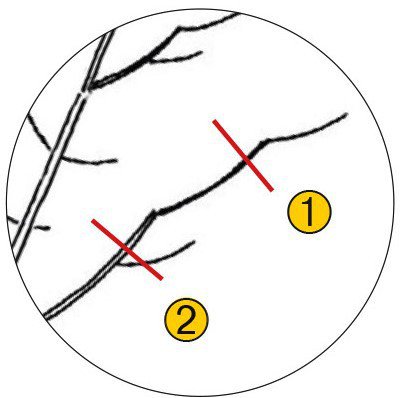 Hochstmme, Obstbaum Hochstamm schneiden, Lubera