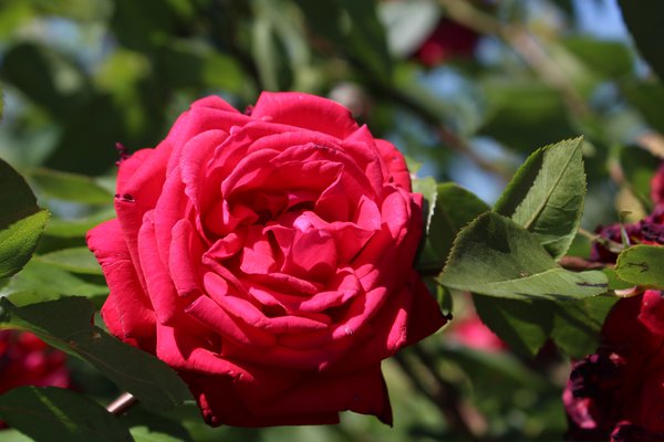 Stammrose 'Ruby Wedding', Rose, Edelrose, Tee-Hybride, Blte