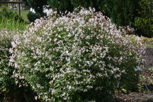 Gillenia trifoliata Lubera