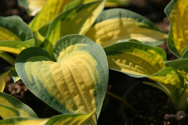 Gelbe Stauden Hosta x cultorum Orange Marmelade Lubera