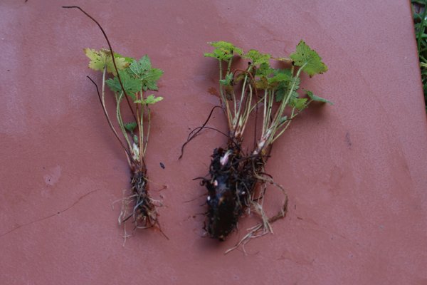 Stauden teilen, Storchschnabel Geranium teilen und vermehren, Staudenbeet