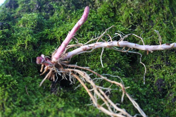 Stauden teilen, Felberich Lysimachia teilen und vermehren, Staudenbeet, Rhizome und Wurzeln