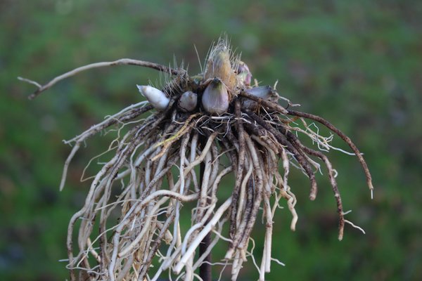 Stauden teilen, Funkie Hosta teilen und vermehren, Staudenbeet, Rhizome und Wurzeln