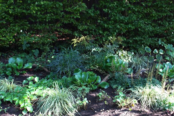 Blumenzwiebel Beet anlegen, Blumenzwiebeln des Blumenzwiebelbeets Frhlingsfrische mit Schattenboxen-Stauden-Mischung kombinieren