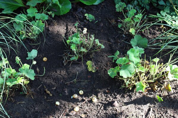 Blumenzwiebel Beet anlegen, Blumenzwiebeln des Blumenzwiebelbeets Frhlingsfrische mit Schattenboxen-Stauden-Mischung kombinieren