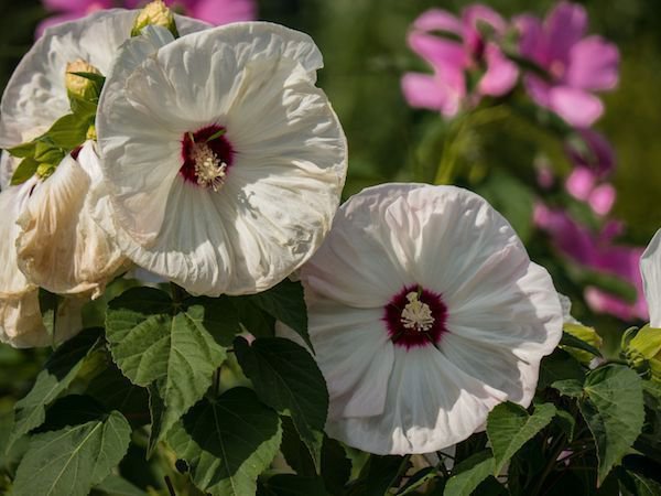 Hibiskus Arten