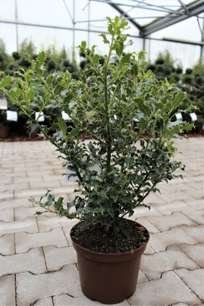 Ilex aquifolium Alaska
