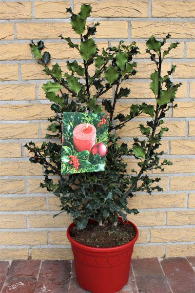 Stechpalme Ilex meserveae Blue Angel
