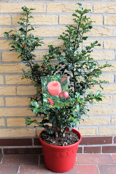 Stechpalme Ilex meserveae Blue Princess