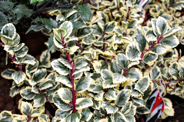 Ilex merservae 'Casa Nova', Stechpalme